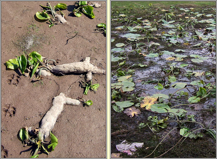 Yellow Water-lily, Nuphar lutea, Cabh�n abhann