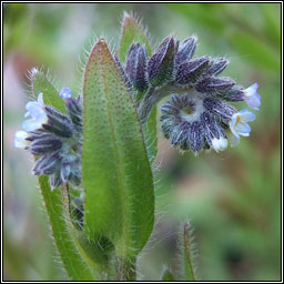 Changing Forget-me-not, Myosotis discolor, Lus m�onla bu�