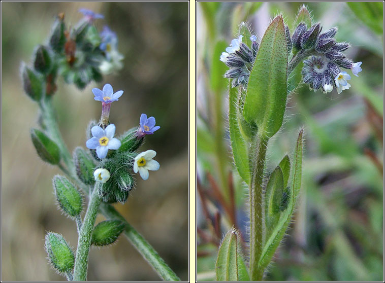 Changing Forget-me-not, Myosotis discolor, Lus m�onla bu�