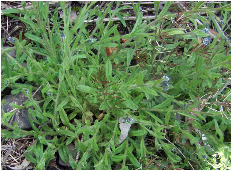 Changing Forget-me-not, Myosotis discolor, Lus m�onla bu�
