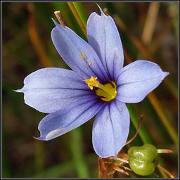 Blue-eyed-grass, Sisyrinchium bermudiana, Feilistr�n gorm