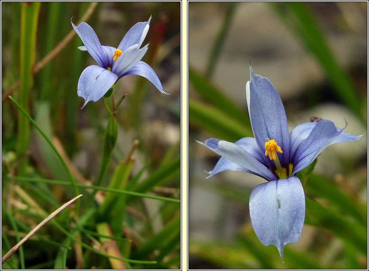 Blue-eyed-grass, Sisyrinchium bermudiana, Feilistr�n gorm