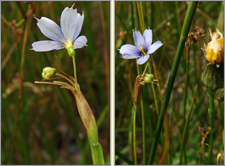 Blue-eyed-grass, Sisyrinchium bermudiana, Feilistr�n gorm