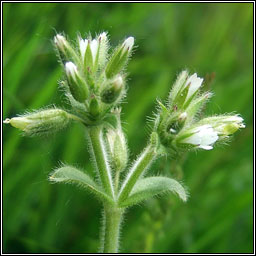 Sticky Mouse-ear, Cerastium glomeratum, Cluas luch�ige ghreamaitheach