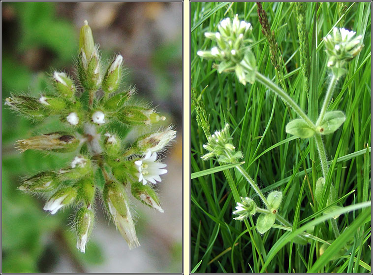 Sticky Mouse-ear, Cerastium glomeratum, Cluas luch�ige ghreamaitheach