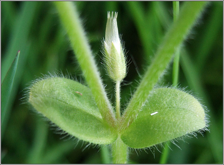 Sticky Mouse-ear, Cerastium glomeratum, Cluas luch�ige ghreamaitheach