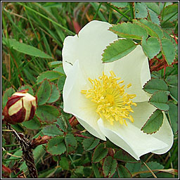 Burnet Rose, Rosa spinosissima, Bri�lan