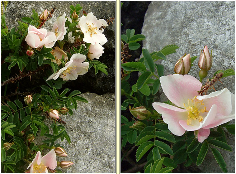 Burnet Rose, Rosa spinosissima, Bri�lan