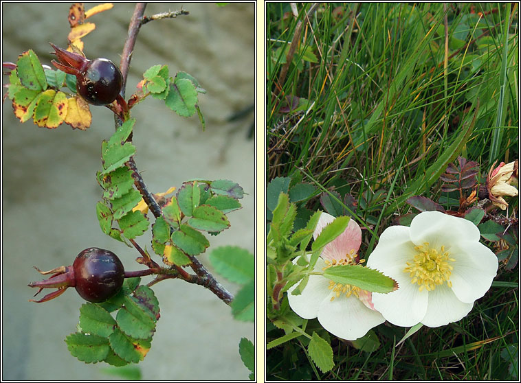Burnet Rose, Rosa spinosissima, Bri�lan