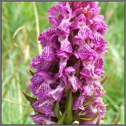 Irish Marsh-orchid, Dactylorhiza kerryensis, Magairl�n gaelach