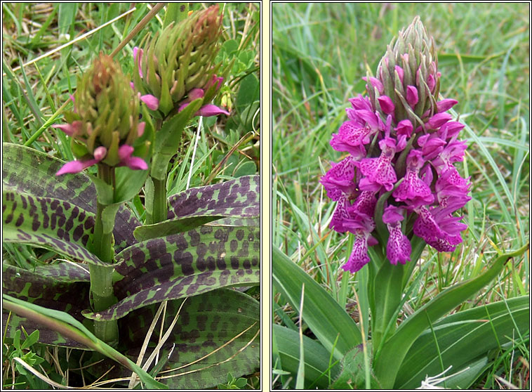 Irish Marsh-orchid, Dactylorhiza kerryensis, Magairl�n gaelach