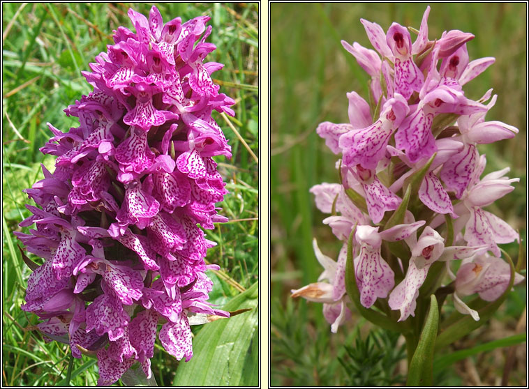 Irish Marsh-orchid, Dactylorhiza kerryensis, Magairl�n gaelach
