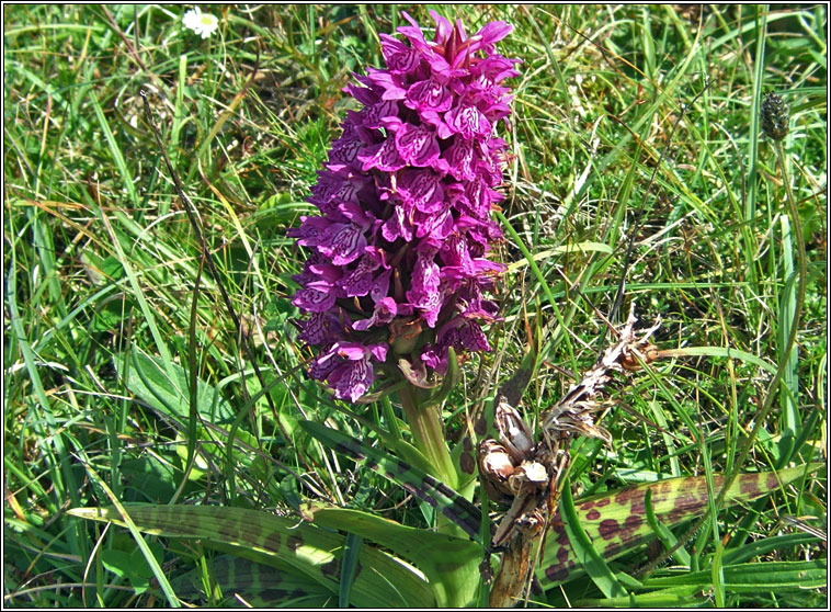 Irish Marsh-orchid, Dactylorhiza kerryensis, Magairl�n gaelach