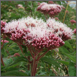 Hemp-agrimony, Eupatorium cannabinum, Cn�ib uisce