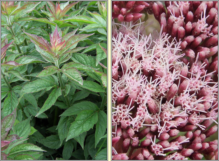 Hemp-agrimony, Eupatorium cannabinum, Cn�ib uisce