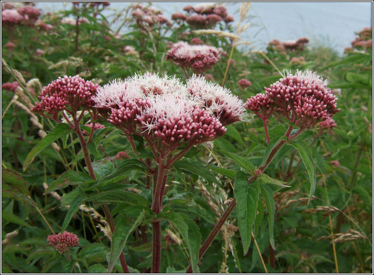 Hemp-agrimony, Eupatorium cannabinum, Cn�ib uisce