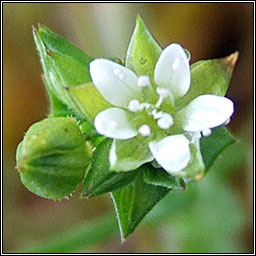 Thyme-leaved Sandwort, Arenaria serpyllifolia, Gaineamhlus t�me