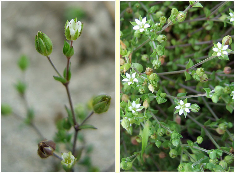 Thyme-leaved Sandwort, Arenaria serpyllifolia, Gaineamhlus t�me
