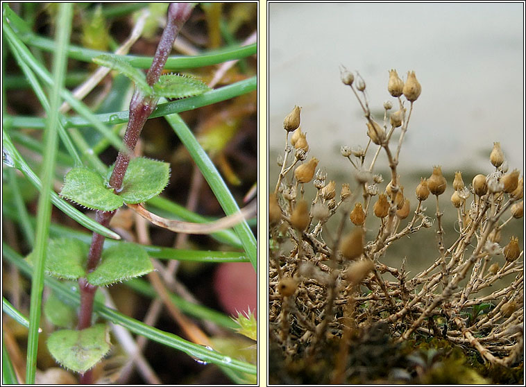 Thyme-leaved Sandwort, Arenaria serpyllifolia, Gaineamhlus t�me