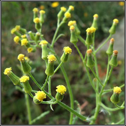 Heath Groundsel, Senecio sylvaticus, Gr�nlas m�na