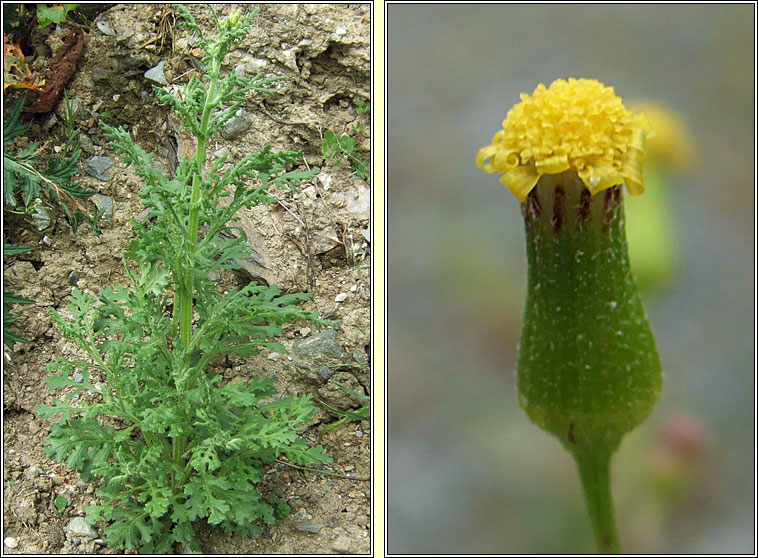 Heath Groundsel, Senecio sylvaticus, Gr�nlas m�na