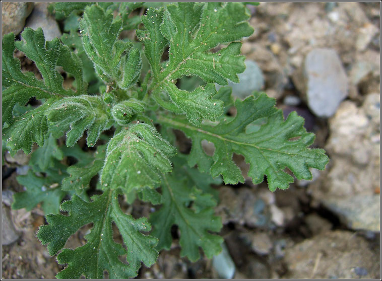 Heath Groundsel, Senecio sylvaticus, Gr�nlas m�na