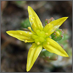 Biting Stonecrop, Sedum acre, Graf�n na gcloch