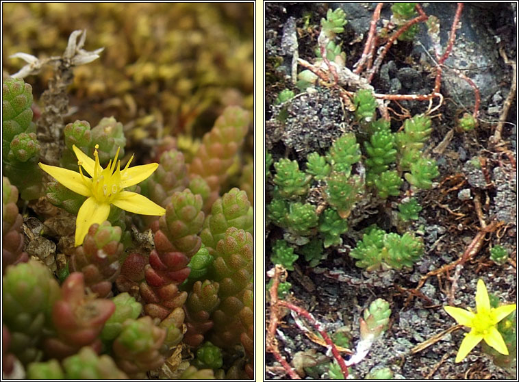 Biting Stonecrop, Sedum acre, Graf�n na gcloch