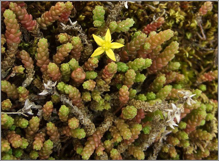 Biting Stonecrop, Sedum acre, Graf�n na gcloch