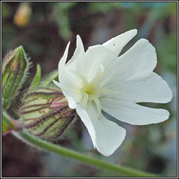 White Campion, Silene latifolia, Coire�n b�n