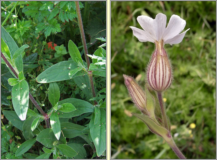 White Campion, Silene latifolia, Coire�n b�n