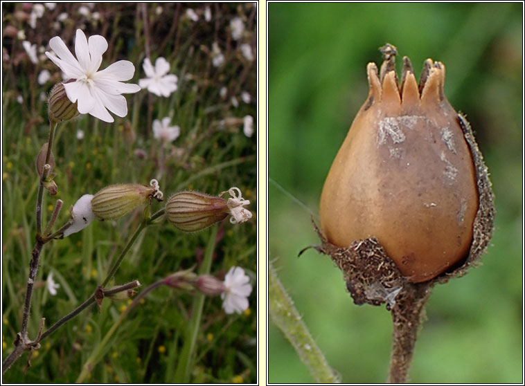 White Campion, Silene latifolia, Coire�n b�n