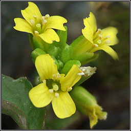 Medium-flowered Wintercress, Barbarea intermedia, Treabhach me�nach
