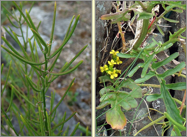 Medium-flowered Wintercress, Barbarea intermedia, Treabhach me�nach