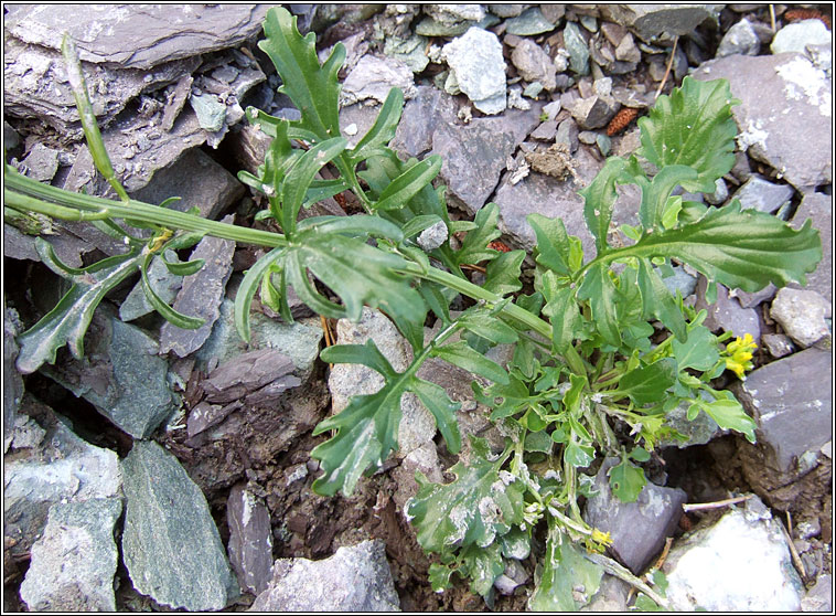 Medium-flowered Wintercress, Barbarea intermedia, Treabhach me�nach