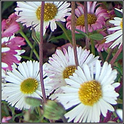 Mexican Fleabane, Erigeron karvinskianus, N�in�n balla