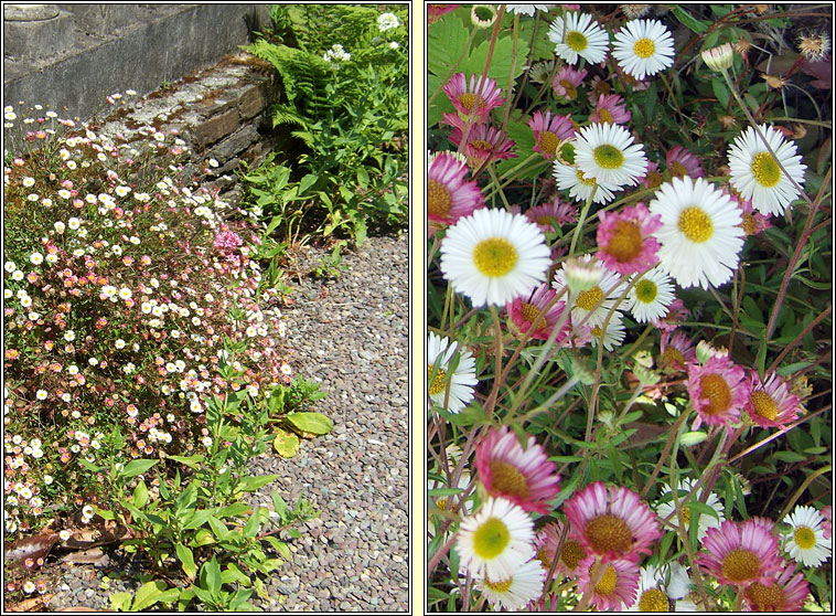 Mexican Fleabane, Erigeron karvinskianus, N�in�n balla