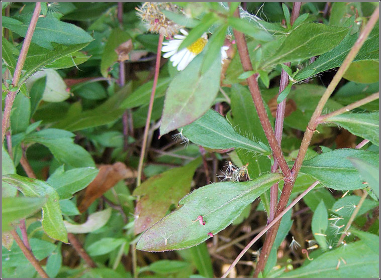 Mexican Fleabane, Erigeron karvinskianus, N�in�n balla