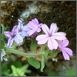 Fairy Foxglove, Erinus alpinus, M�ir�n s�