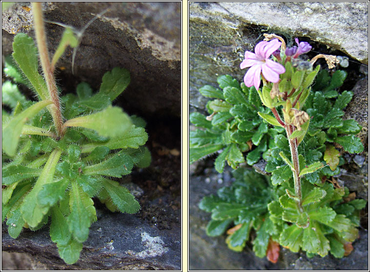 Fairy Foxglove, Erinus alpinus, M�ir�n s�