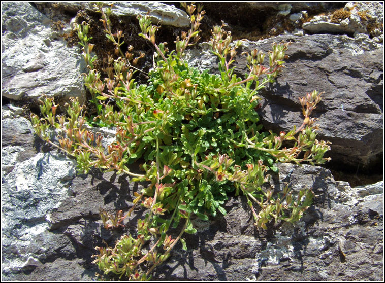 Fairy Foxglove, Erinus alpinus, M�ir�n s�