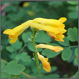 Yellow Corydalis, Pseudofumaria lutea, Giodairiam bu�