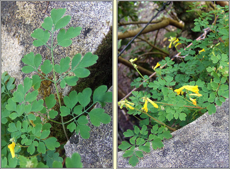 Yellow Corydalis, Pseudofumaria lutea, Giodairiam bu�