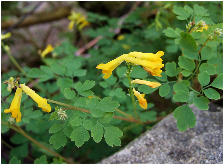 Yellow Corydalis, Pseudofumaria lutea, Giodairiam bu�