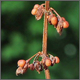 Wood Dock, Rumex sanguineus, Cop�g choille