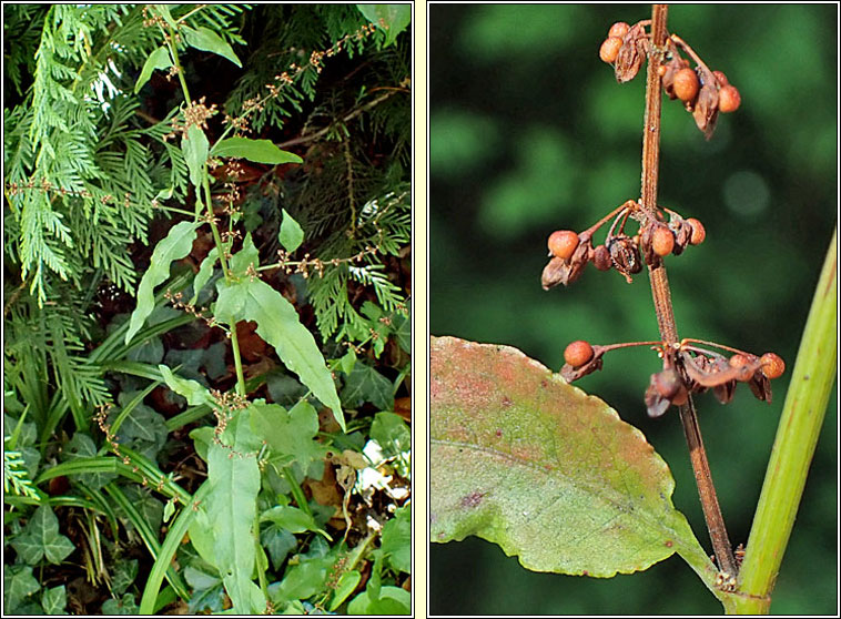 Wood Dock, Rumex sanguineus, Cop�g choille