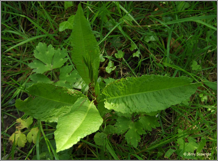 Wood Dock, Rumex sanguineus, Cop�g choille