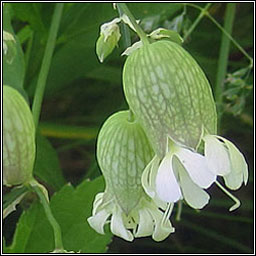 Bladder Campion, Silene vulgaris, Coire�n na gcuach