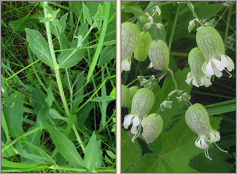 Bladder Campion, Silene vulgaris, Coire�n na gcuach