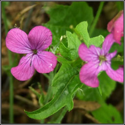 Honesty, Lunaria annua, Lus na geala�